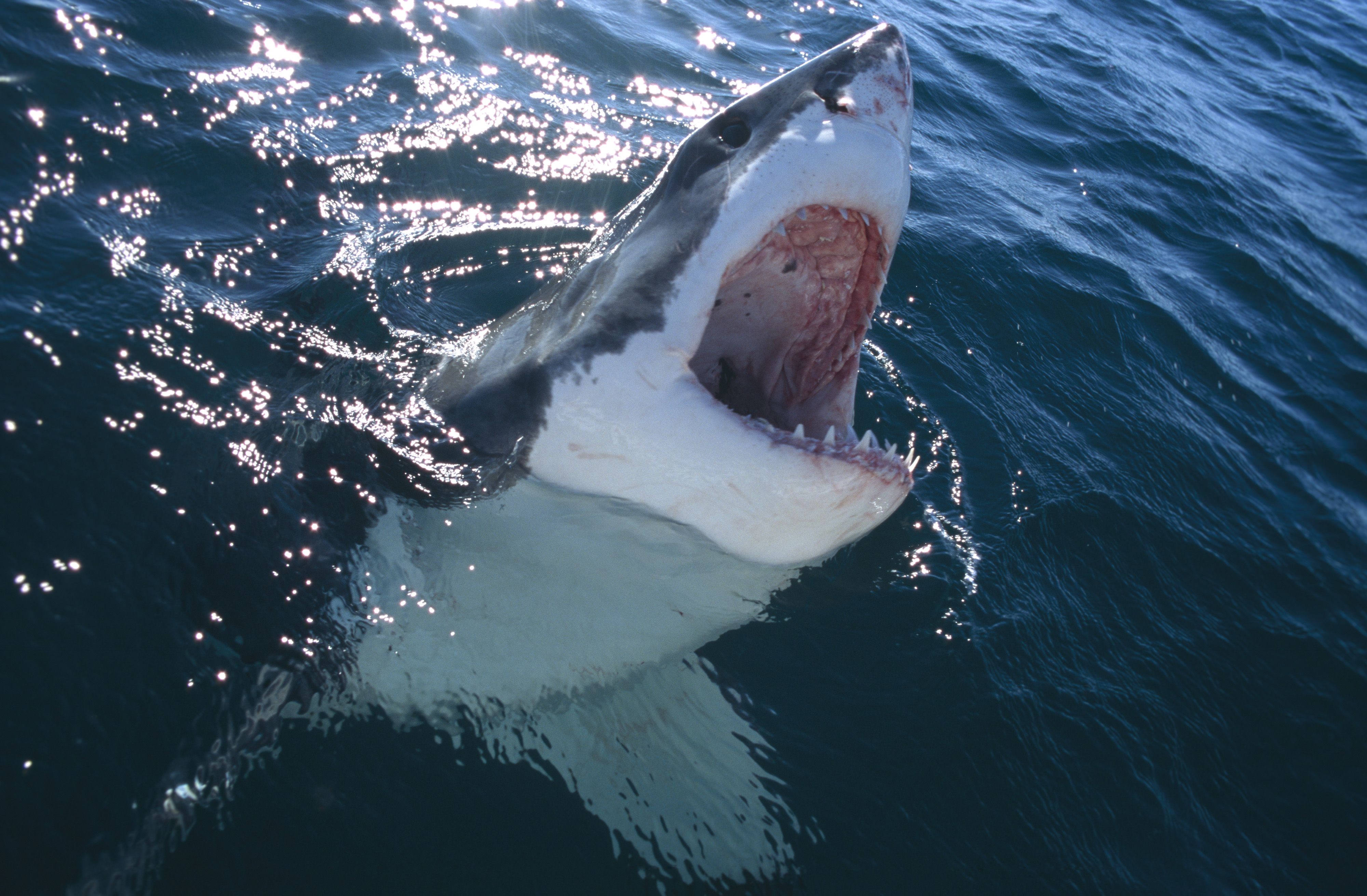 If you like your killer shark movies mindless and fun, bite into “The Meg”