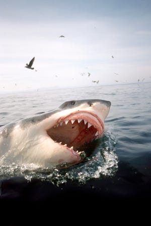 great white shark, carcharodon carcharias, with open mouth breaks through the water surface