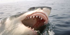 great white shark, carcharodon carcharias, with open mouth breaks through the water surface