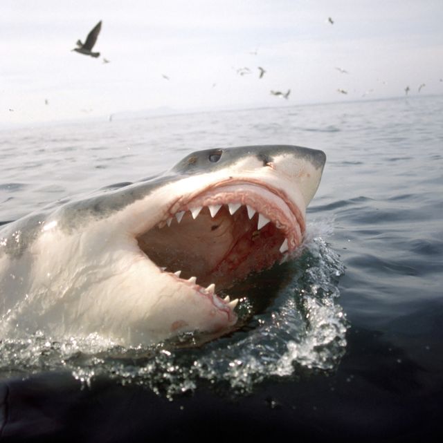 great white shark, carcharodon carcharias, with open mouth breaks through the water surface