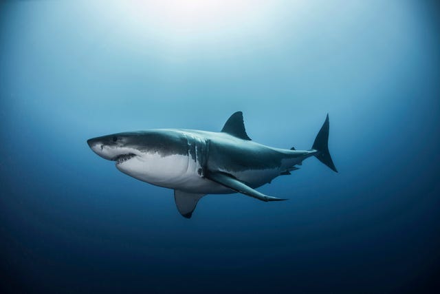 How Shark DNA Could Help Fight Cancer in Humans