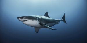 Great white shark (Carcharodon carcharias) swimming in Pacific ocean water of Guadalupe Island, Mexico