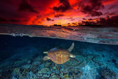 In deze dubbelfoto van Your Shotfotograaf Jordan Robins die voor de kust van Australi werd gemaakt zweeft een soepschildpad tussen de inktkleuren van het Groot Barrirerif en een vuurrode zonsondergang Soepschildpadden worden ook wel groene zeeschildpadden genoemd zijn grotendeels vegetarisch en bezoeken de lagunes van het rif om zich te voeden met zeegras en algen In dit gebied kun je al snorkelend zes soorten zeeschildpadden tegenkomen