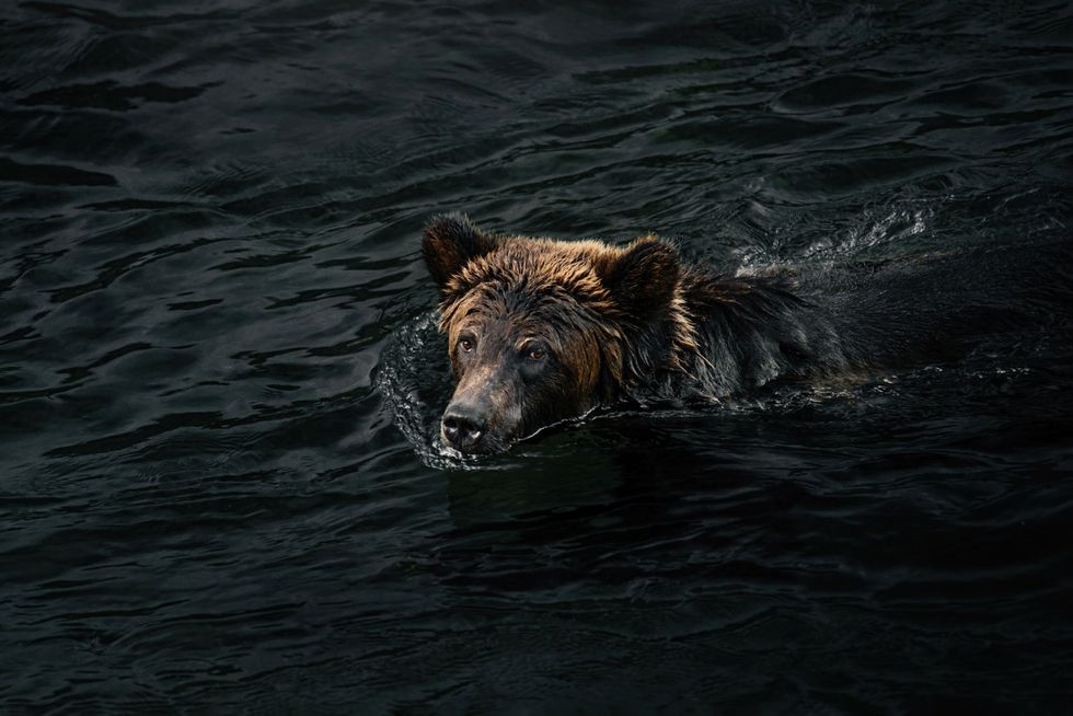 Een grizzlybeer is op zoek naar zalm in de Atnarkorivier in het Great Bear Rainforest in British Columbia