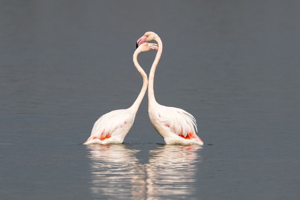 greater flamingos interacting