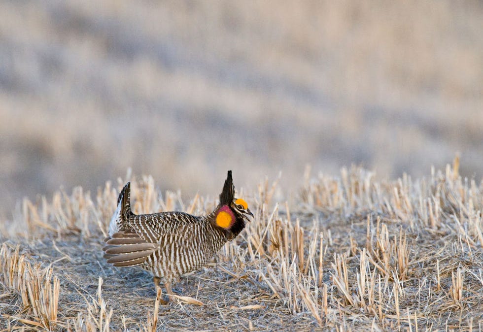 greater prairie chicken, tympanchus cupido, displaying on lekking ground, sandhills nebraska