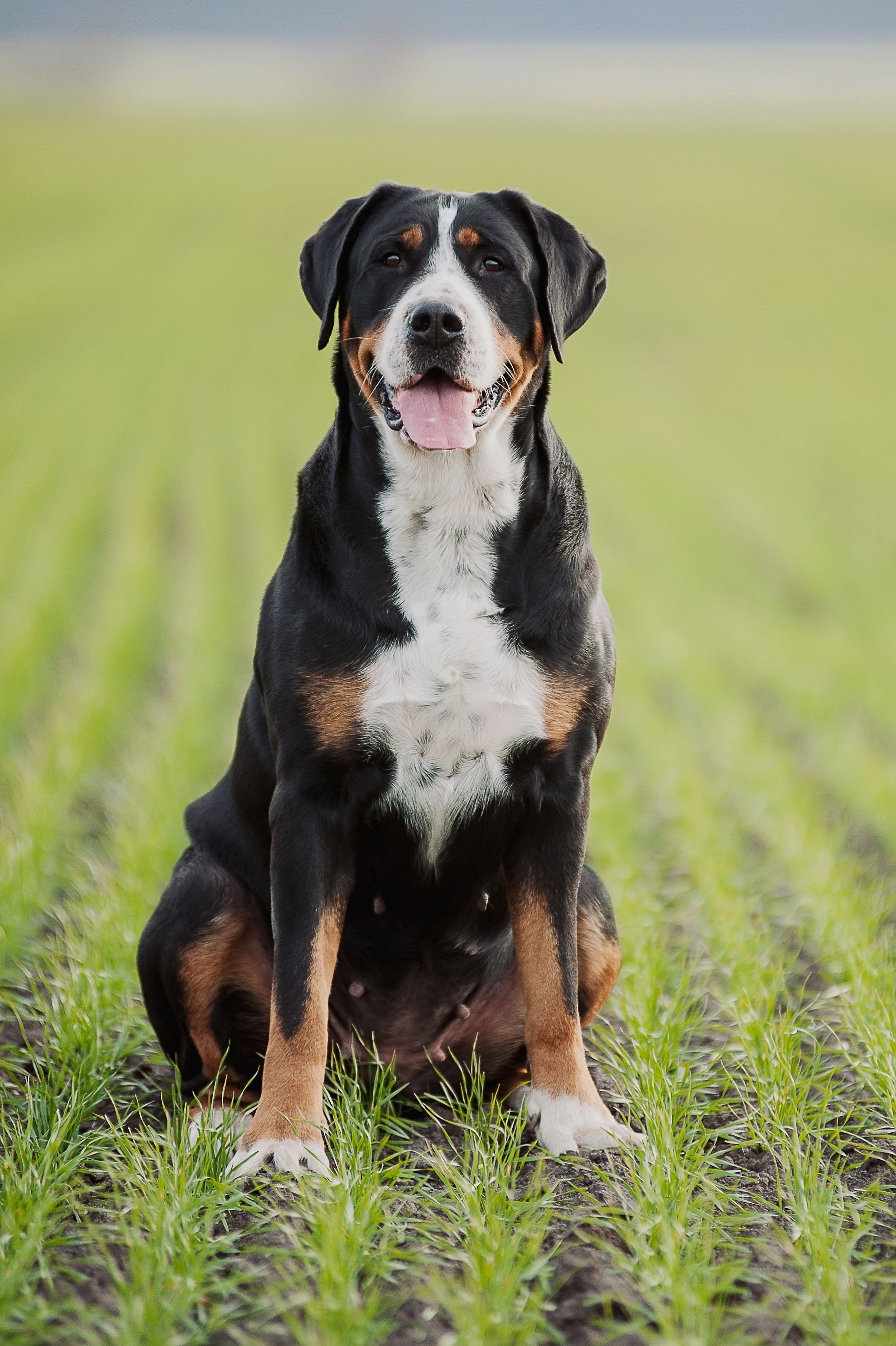 18 Of The World'S Biggest Dog Breeds — Large Dogs