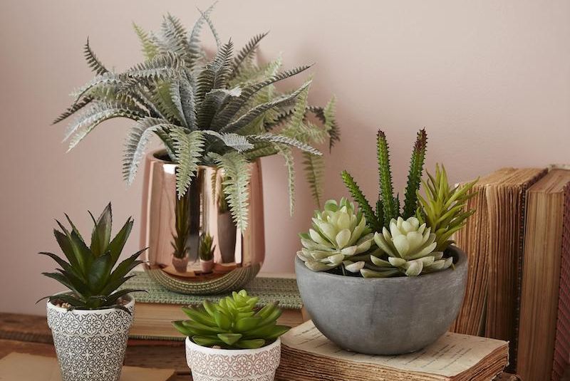 Flowerpot, Houseplant, Plant, Flower, Botany, Room, Cactus, Terrestrial plant, Succulent plant, Aloe, 