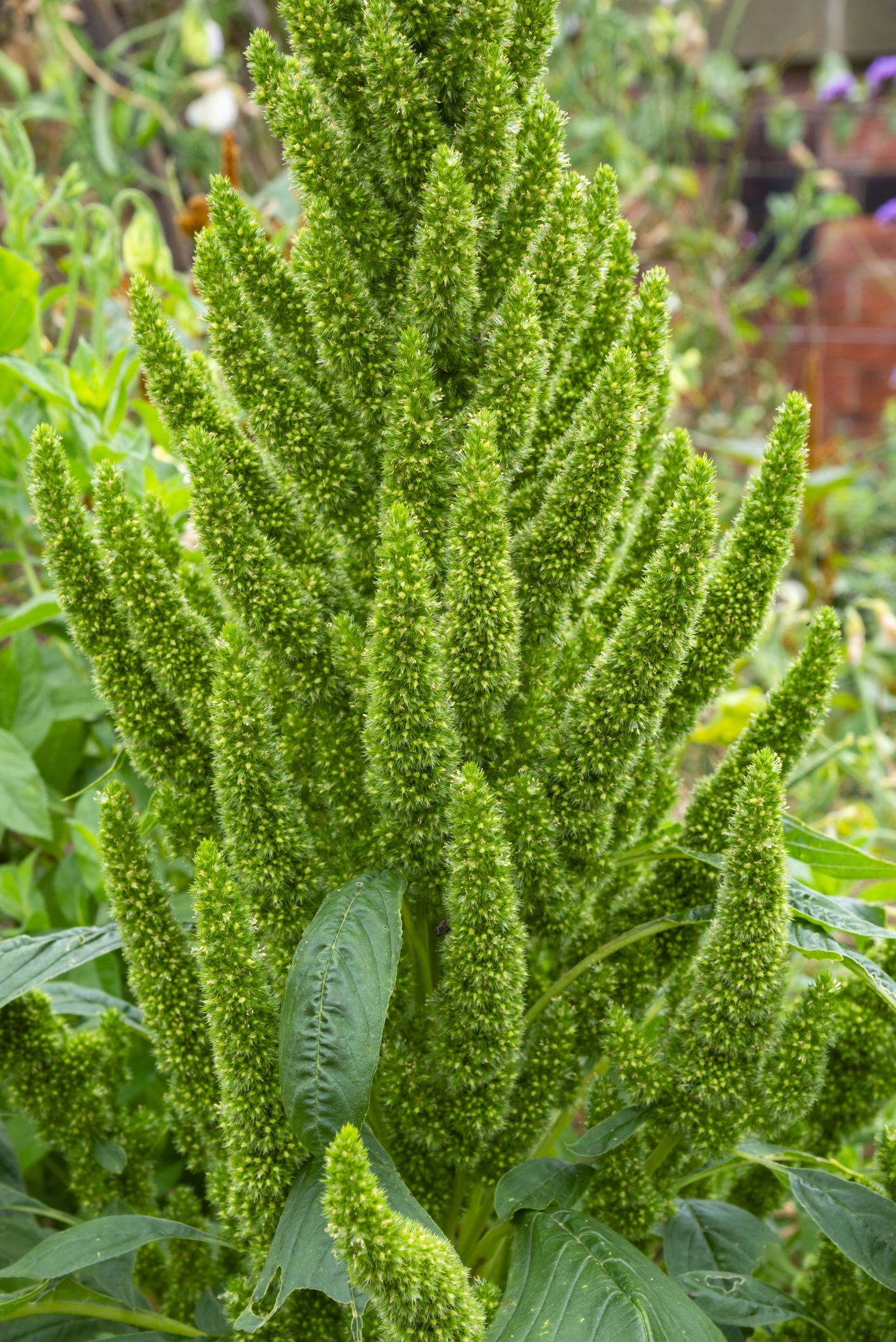 30 Beautiful Green Flowers to Scatter Around Your Landscape