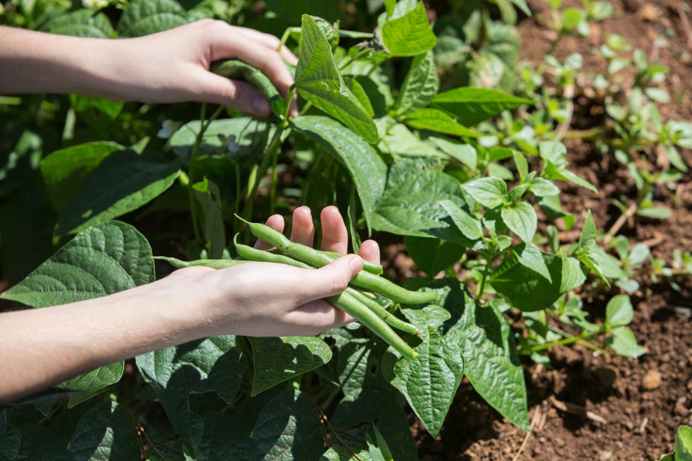 harvesting green bean in the vegetable garden