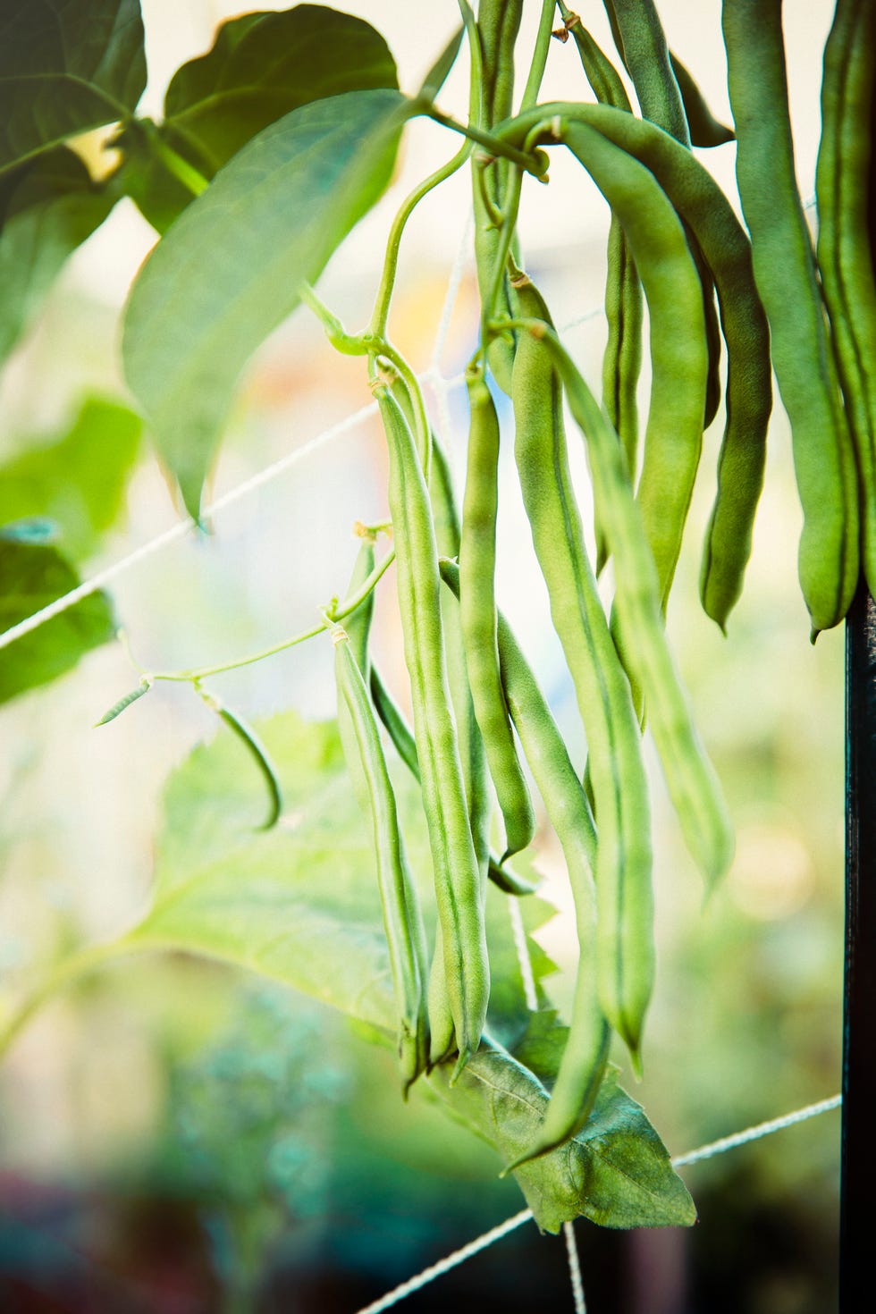 how to freeze green beans