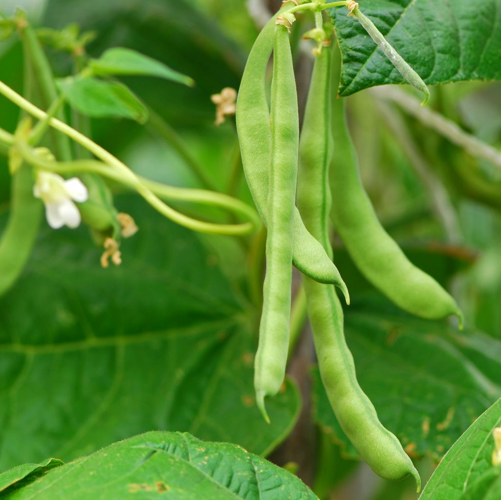green beans