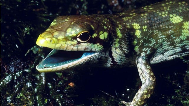 Green-Blooded Lizards Live With a Pigment That Should Kill Them