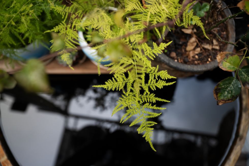 green branches above the water tank