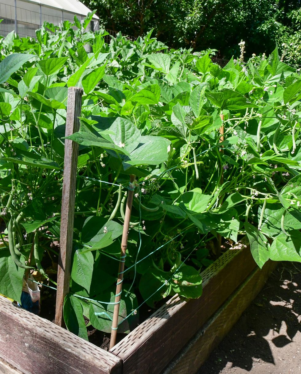 Best Vegetables for Summer Container Gardening - THE SAGE