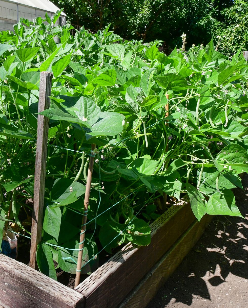 container gardening vegetables beans