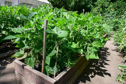 container gardening vegetables beans