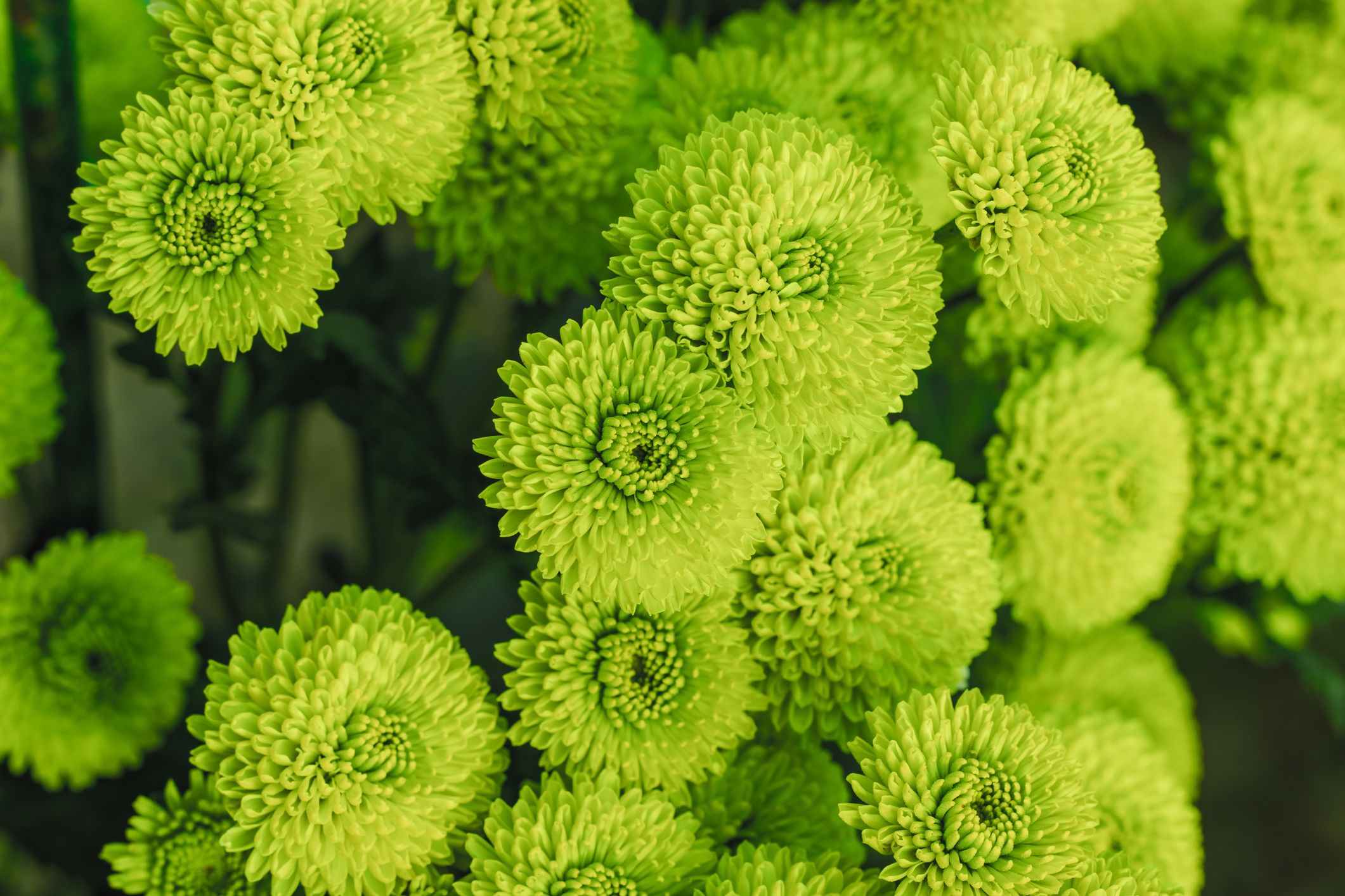Green flower petals discount