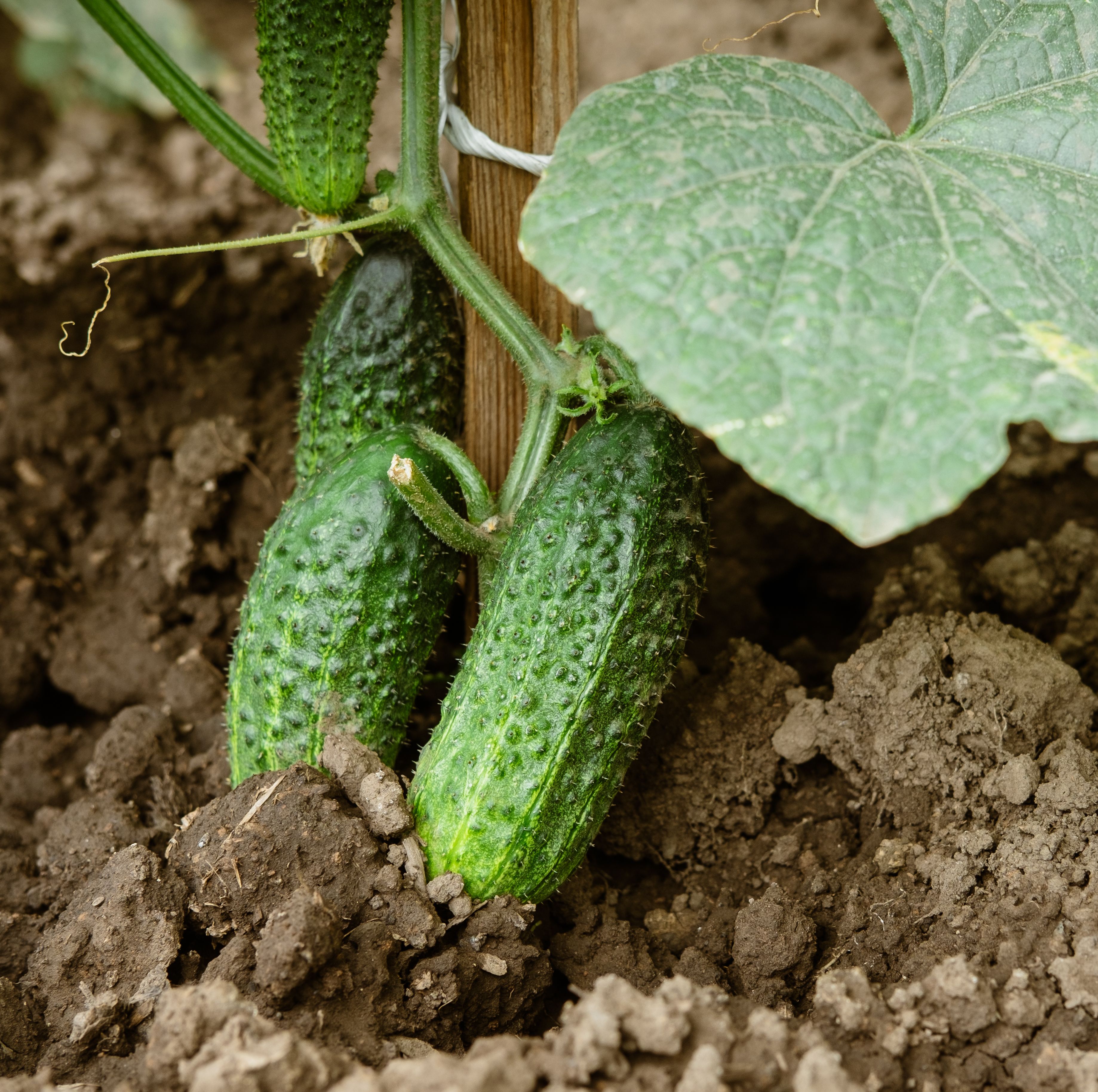10 Best Cucumber Companion Plants That Will Help Your Garden Thrive All Summer Long