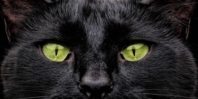 green eyes green eyes