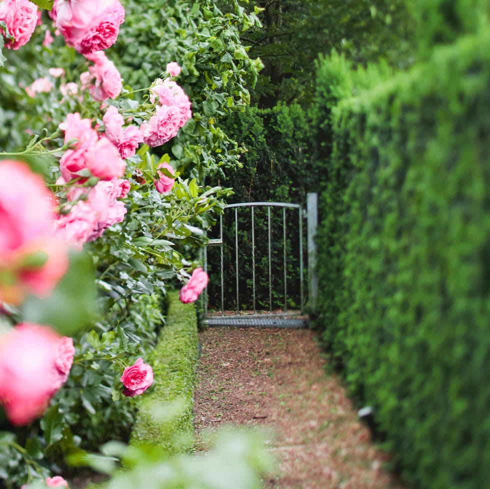 green fir tree hedges, a metallic garden gate and pink roses