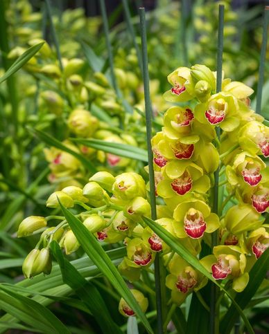 https://hips.hearstapps.com/hmg-prod/images/green-flowers-green-cymbidium-orchid-1586802979.jpg?crop=0.536xw:1.00xh;0.291xw,0&resize=980:*