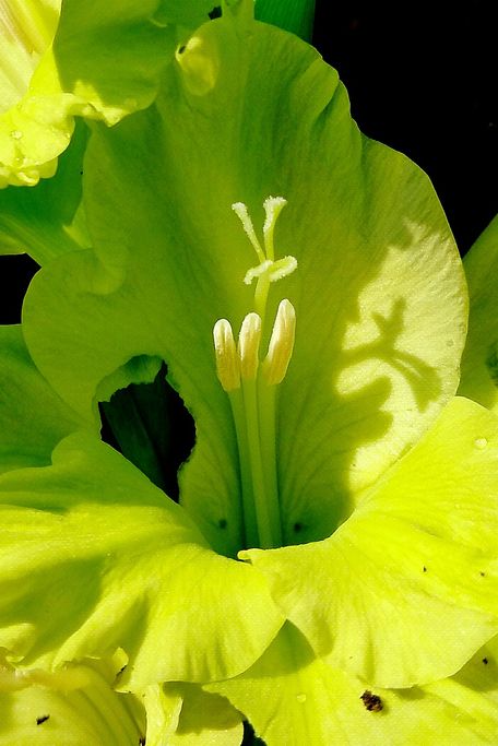 yellow green photography