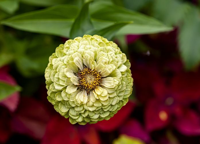 green flower petals