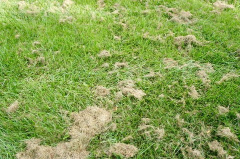 why lawn looks bad grass clumps