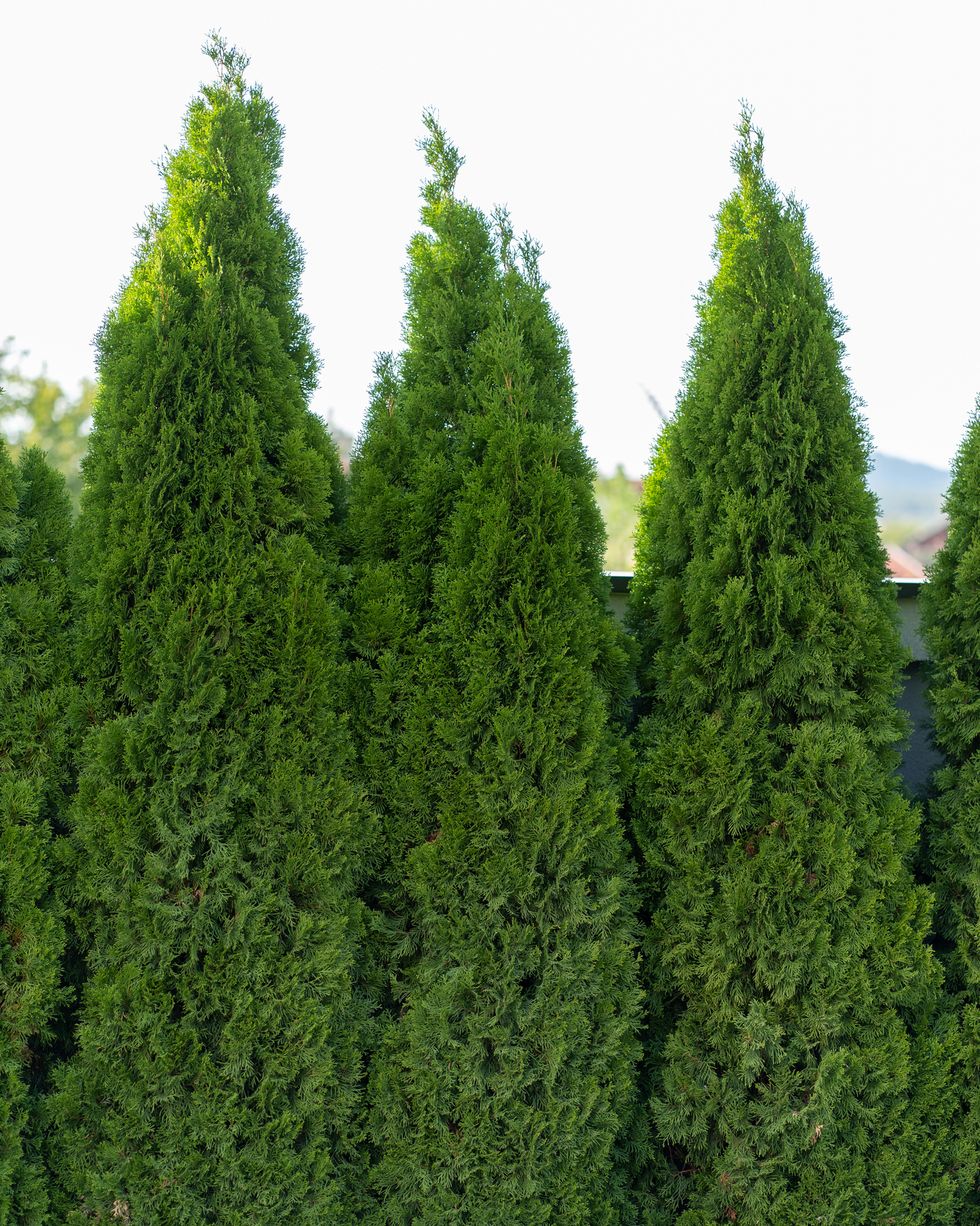 best privacy shrubs arborvitae