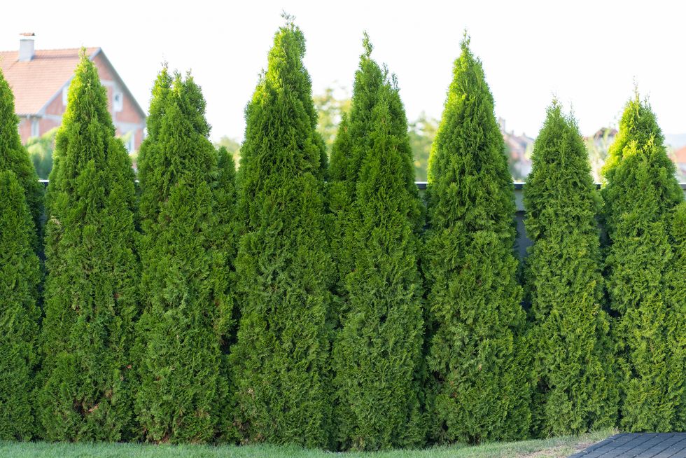 How to Grow and Care for Emerald Green Arborvitae