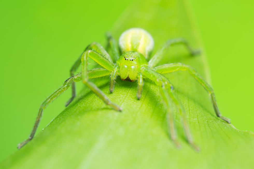 uk spiders – green huntsman spider
