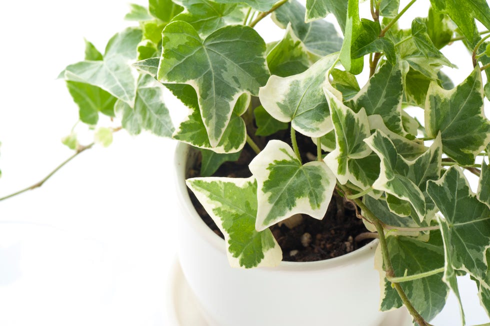 green ivy   indoor hanging plant