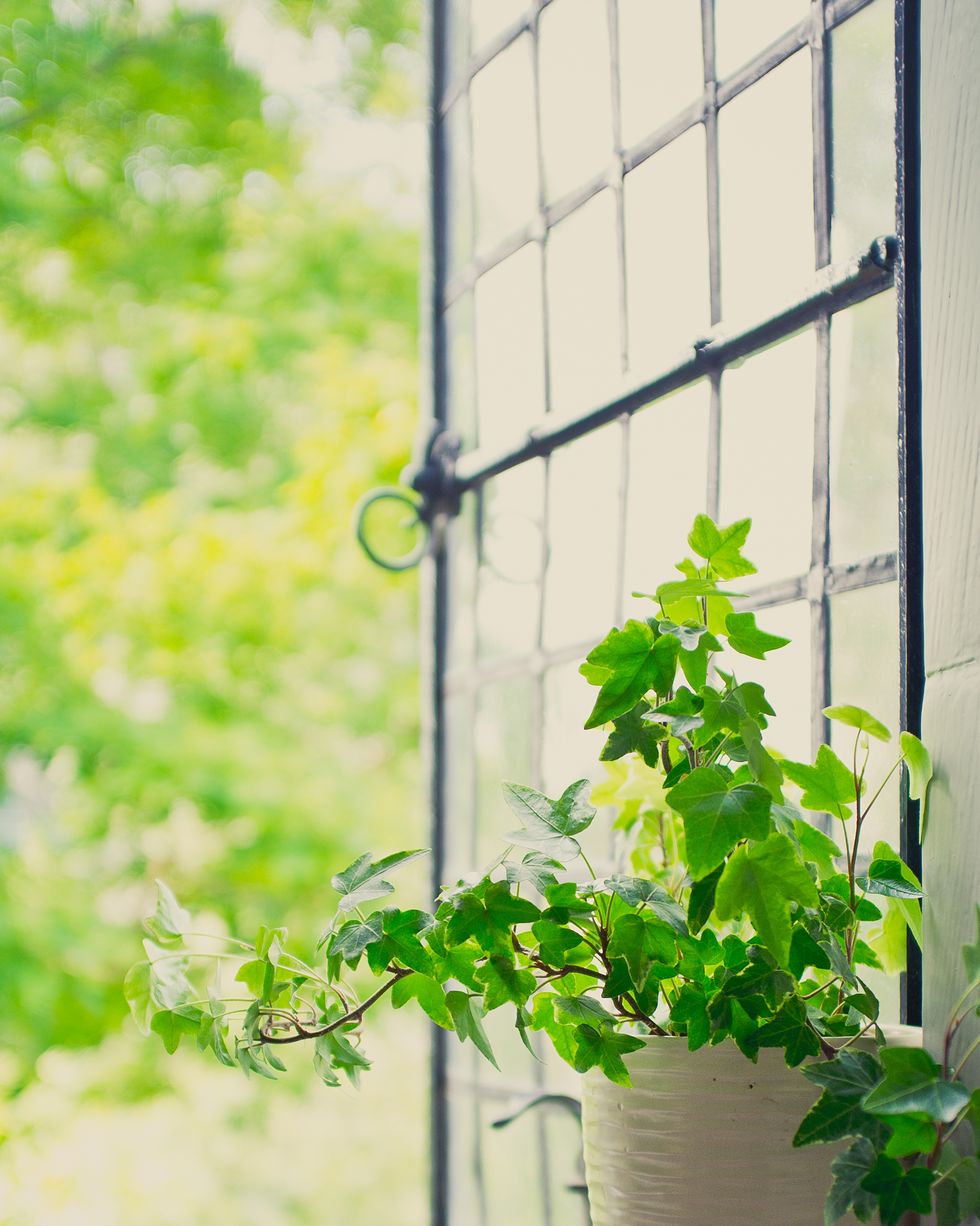 green ivy plant perched by open leaded window