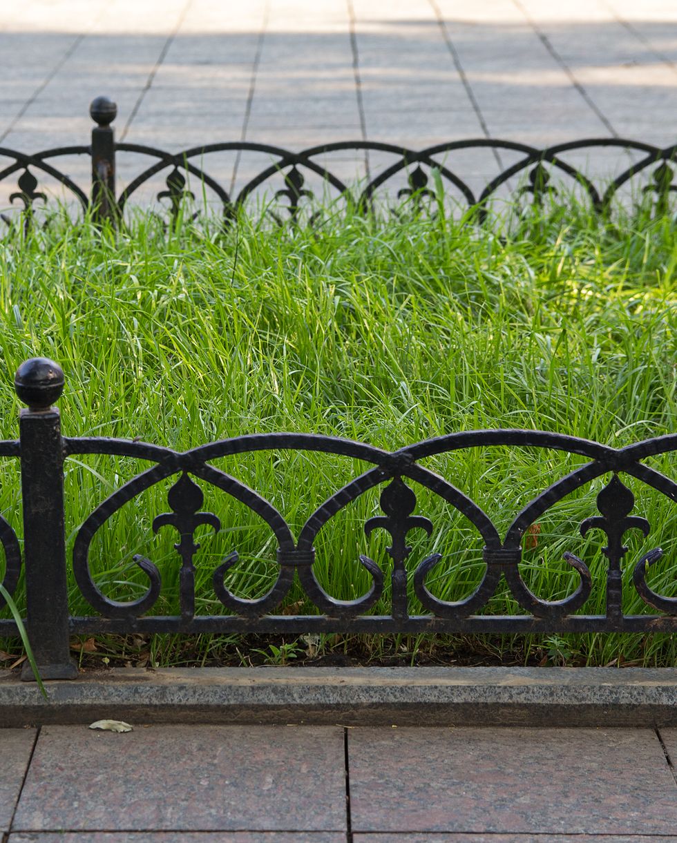 Green lawn and forged metal fence
