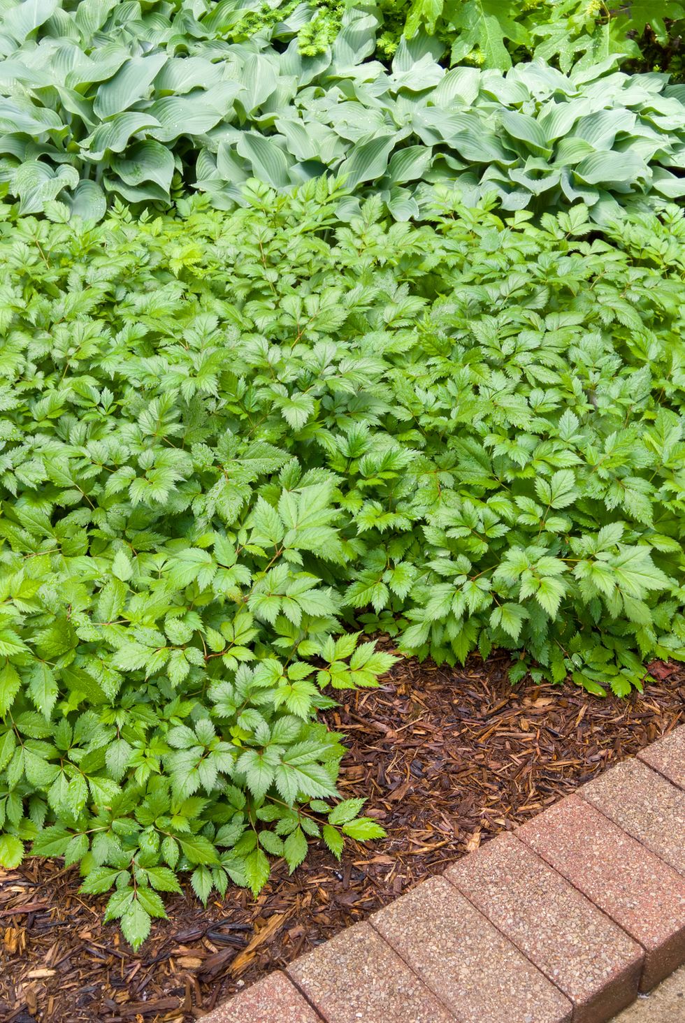 Green leafy garden plants with brick border