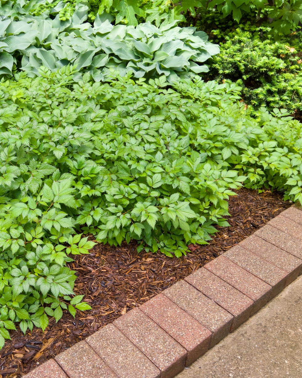 Green leafy garden plants with brick border