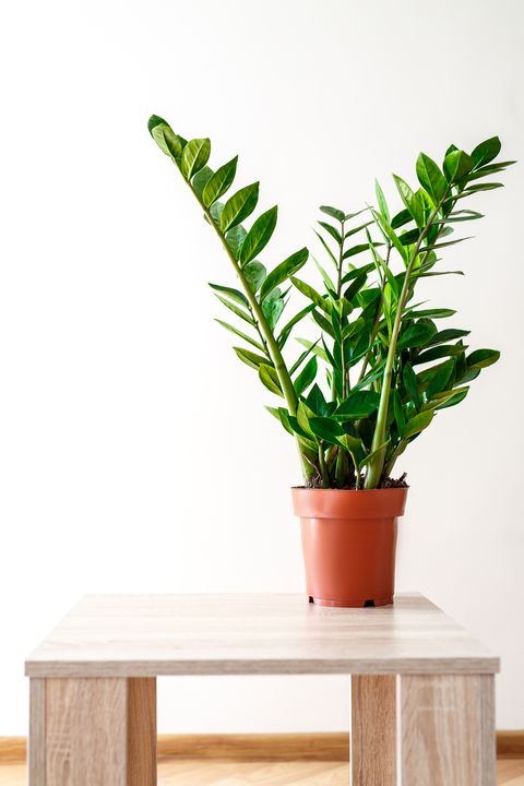 Green leaves of Zamioculcas on white background