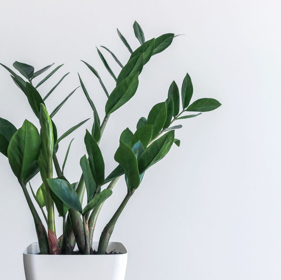 green leaves of zamioculcas zamiifolia with white wall