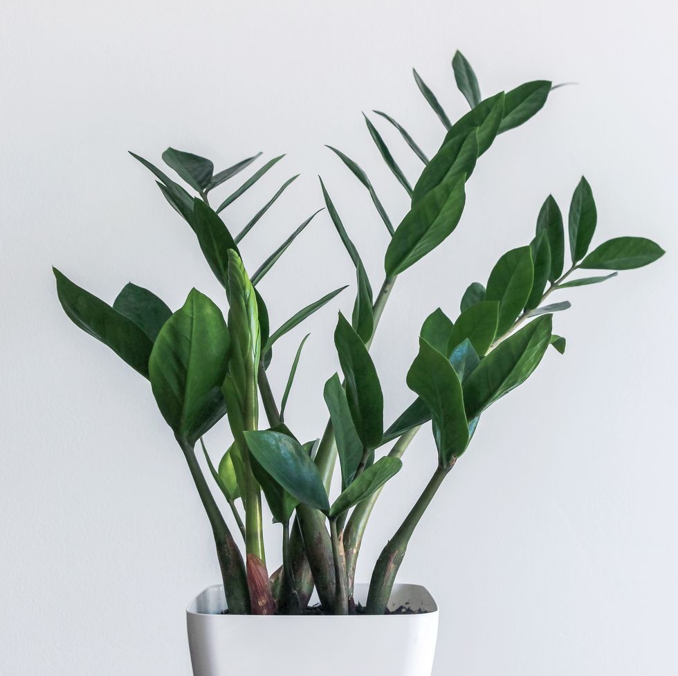 green leaves of zamioculcas zamiifolia with white wall