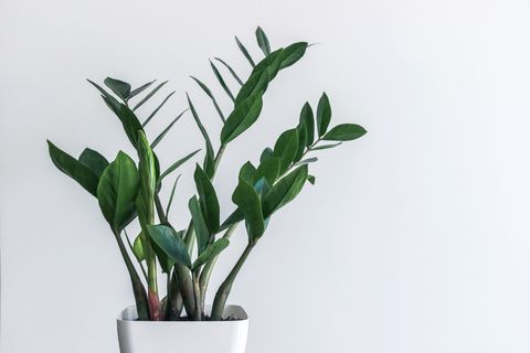 green leaves of Zamioculcas zamiifolia with white wall
