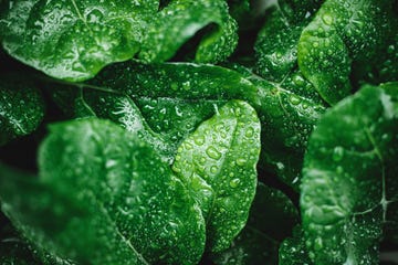 green leaves with dew drops