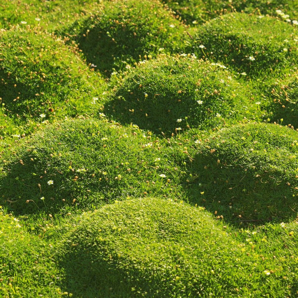green moss cushions