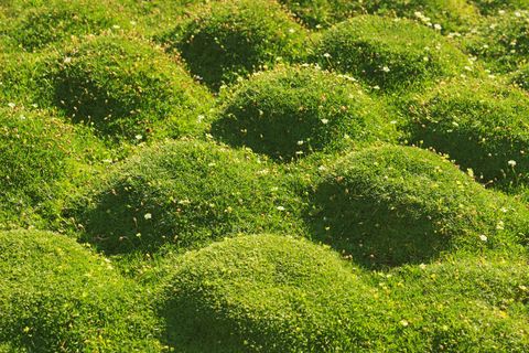 green moss cushions