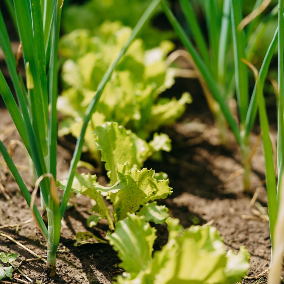 green onions and lettuce growing in garden bed