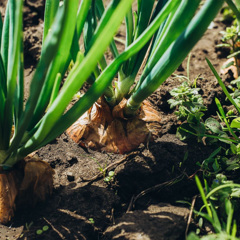green onions grow from the ground