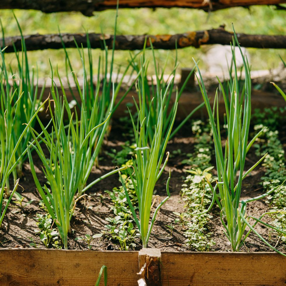 green onions growing in raised garden bed with wooden frame