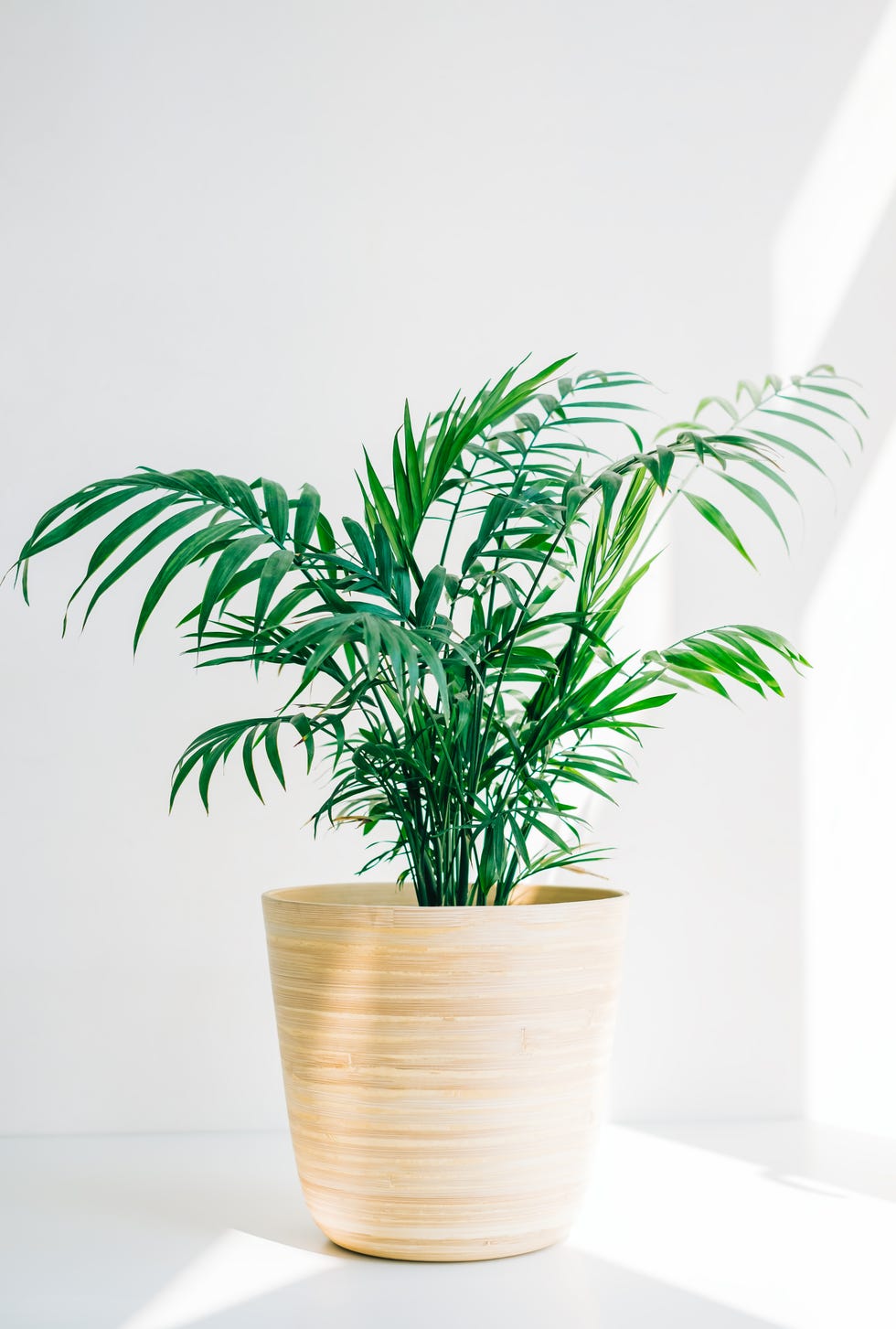 19 Best Bathroom Plants - High-Humidity Houseplants