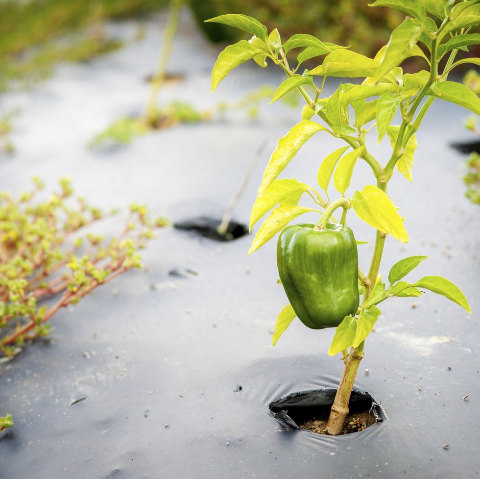 green pepper plant growing through a hole in black plastic mulch