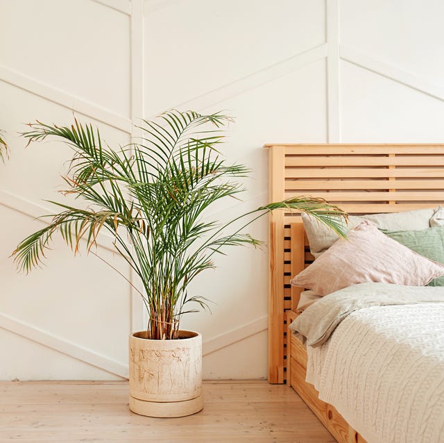 green plant in beige wicker basket and empty baskets in light empty exterior of the room stylish minimalistic scandi interior growing and maintaining plants at home